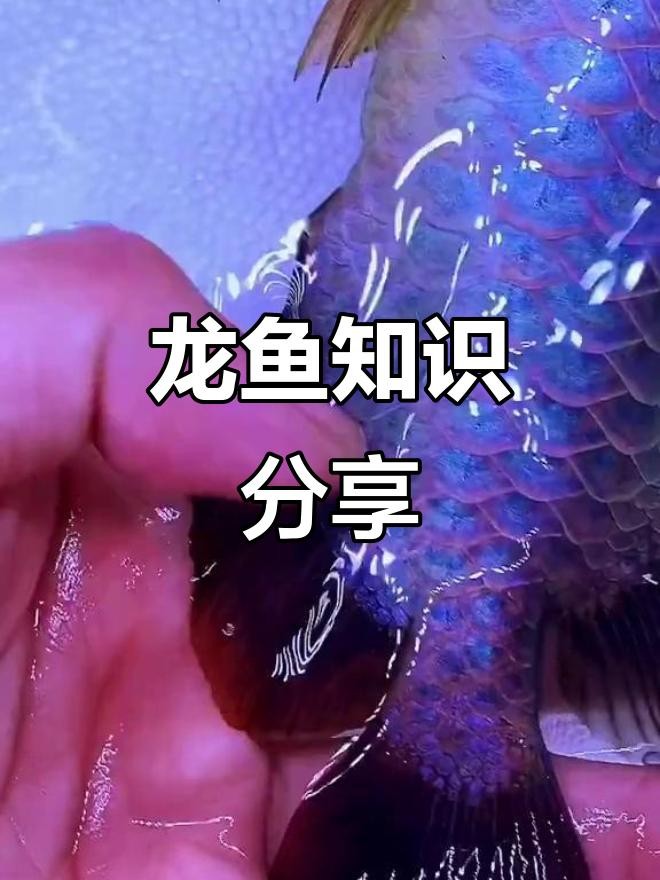 龍魚鰭爛手術后多久能恢復