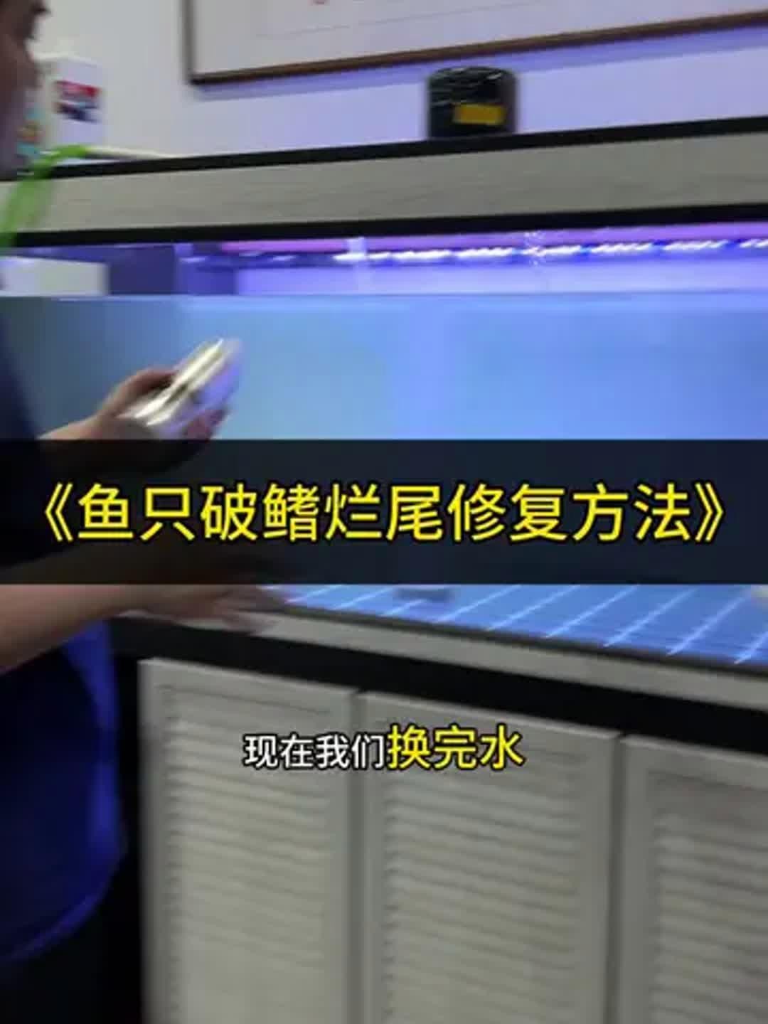 龍魚鰭爛手術后多久能恢復