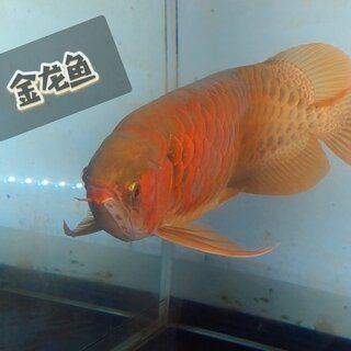 金龍魚能用紅燈嗎：金龍魚能用紅燈嗎，
