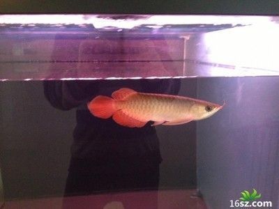 龍魚掉眼燈光調整：如何選擇適合龍魚的燈具，改善龍魚水質的具體措施 龍魚掉眼燈光調整：如何選擇適合龍魚的燈具，改善龍魚水質的具體措施 龍魚百科 第2張