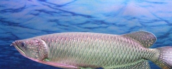 水龍魚是什么魚類：“水龍魚”可能被稱為“水龍魚”的特定種類的魚類 水龍魚是什么魚類：“水龍魚”可能被稱為“水龍魚”的特定種類的魚類 龍魚百科 第3張