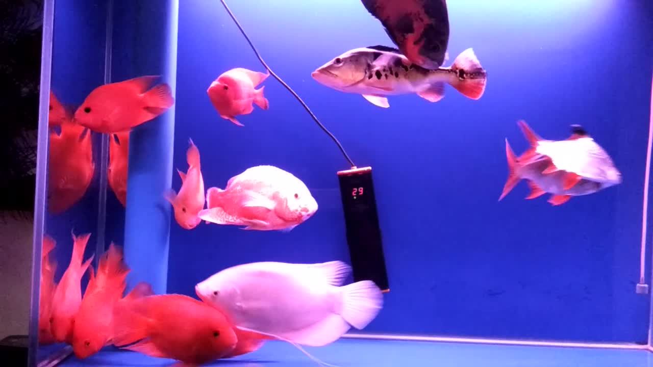 龍魚適合什么濾材養：龍魚濾材搭配推薦
