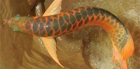 龍魚的最低水溫：成年龍魚的最低水溫要求對于飼養者來說至關重要