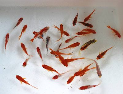 龍魚喂草金（使用草金喂龍魚的安全性并不高，草金可能含有有毒物質(zhì)） 龍魚喂草金（使用草金喂龍魚的安全性并不高，草金可能含有有毒物質(zhì)） 龍魚百科