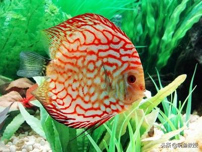 七彩龍魚能養多大