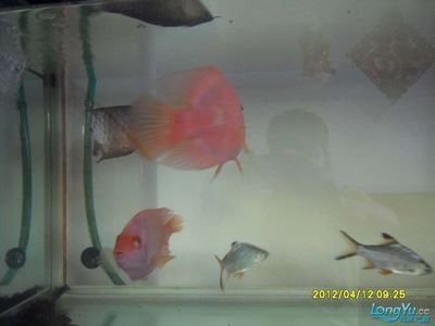 七彩龍魚能養多大