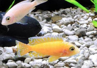 七彩龍魚能養多大