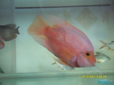 七彩龍魚能養多大