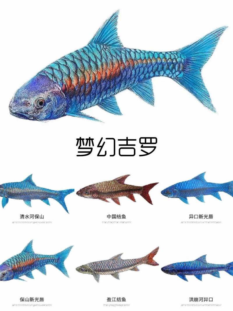 吉羅魚和龍魚哪個更好養？
