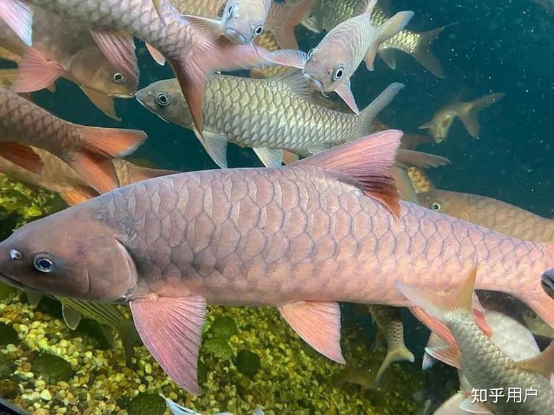 吉羅魚和龍魚哪個更好養？