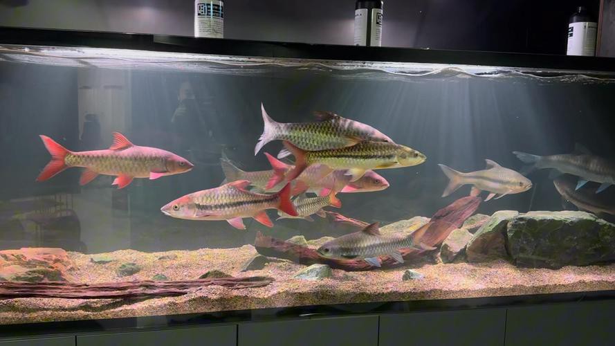 吉羅魚和龍魚哪個更好養(yǎng)？