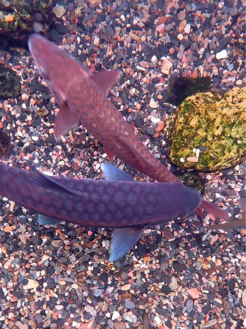 吉羅魚和龍魚哪個更好養？