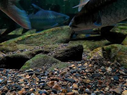 吉羅魚和龍魚哪個更好養(yǎng)？