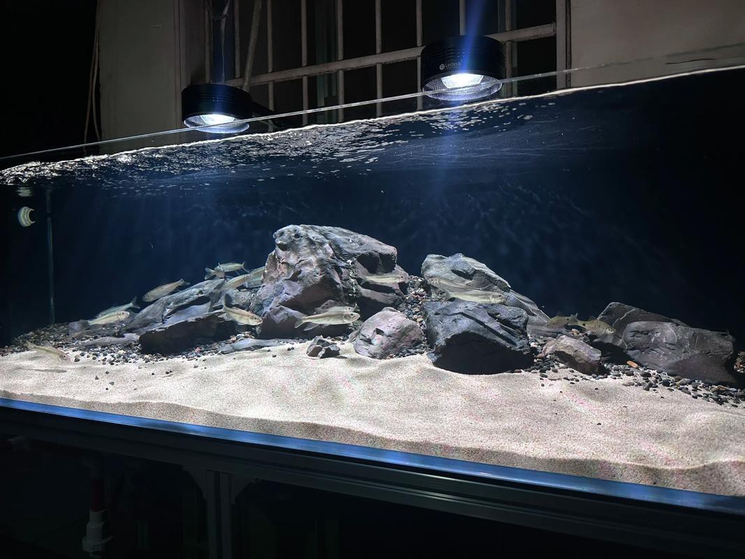 吉羅魚和龍魚哪個更好養？
