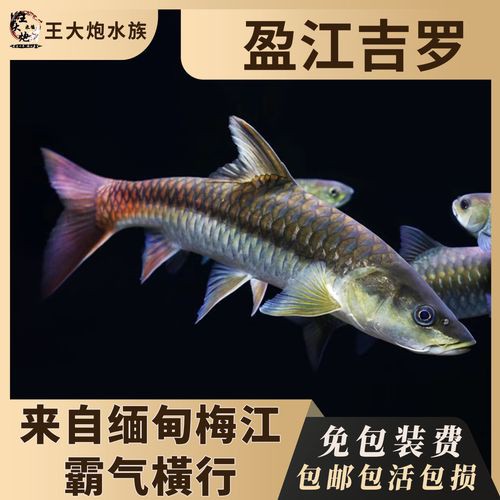 吉羅魚和龍魚哪個更好養？