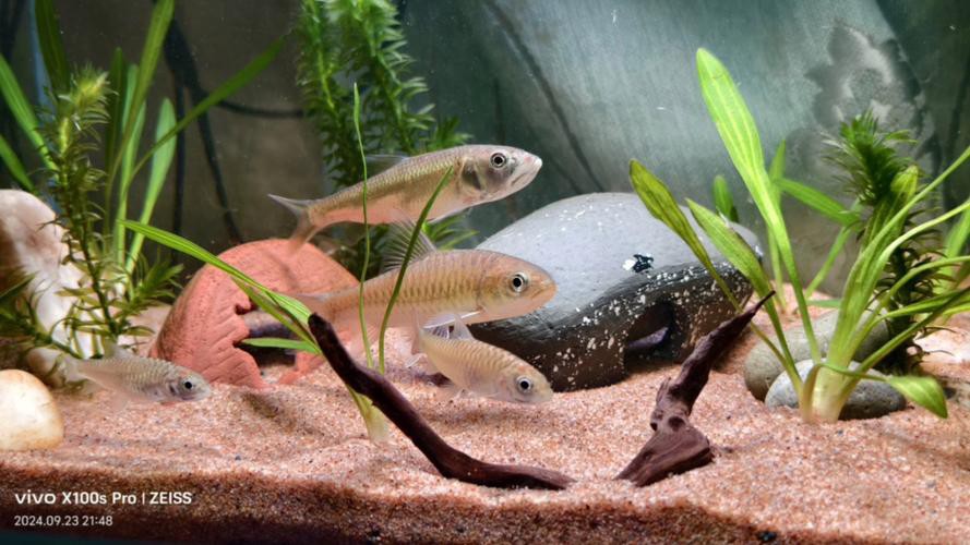 吉羅魚和龍魚哪個更好養(yǎng)？