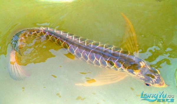 小龍魚屬于什么魚類 小龍魚屬于什么魚類 龍魚百科 第3張