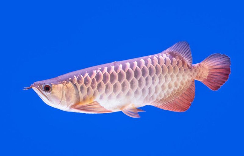 小龍魚屬于什么魚類 小龍魚屬于什么魚類 龍魚百科 第7張