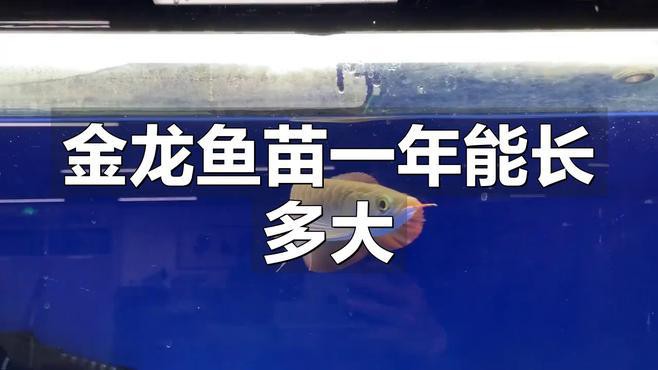 金龍魚多久可以長到最大體型？ 金龍魚多久可以長到最大體型？ 龍魚百科 第3張