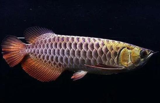 紅龍魚是金龍魚嗎圖片欣賞 紅龍魚是金龍魚嗎圖片欣賞 龍魚百科 第17張