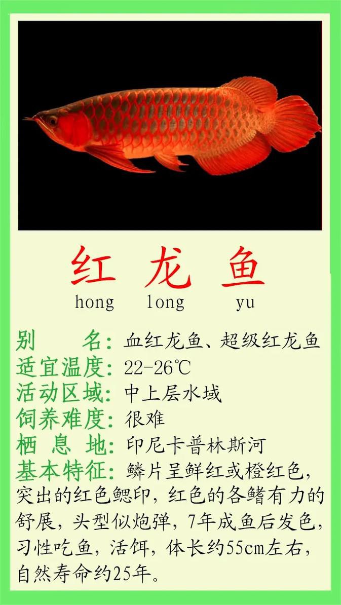 紅龍魚是金龍魚嗎圖片欣賞 紅龍魚是金龍魚嗎圖片欣賞 龍魚百科 第12張