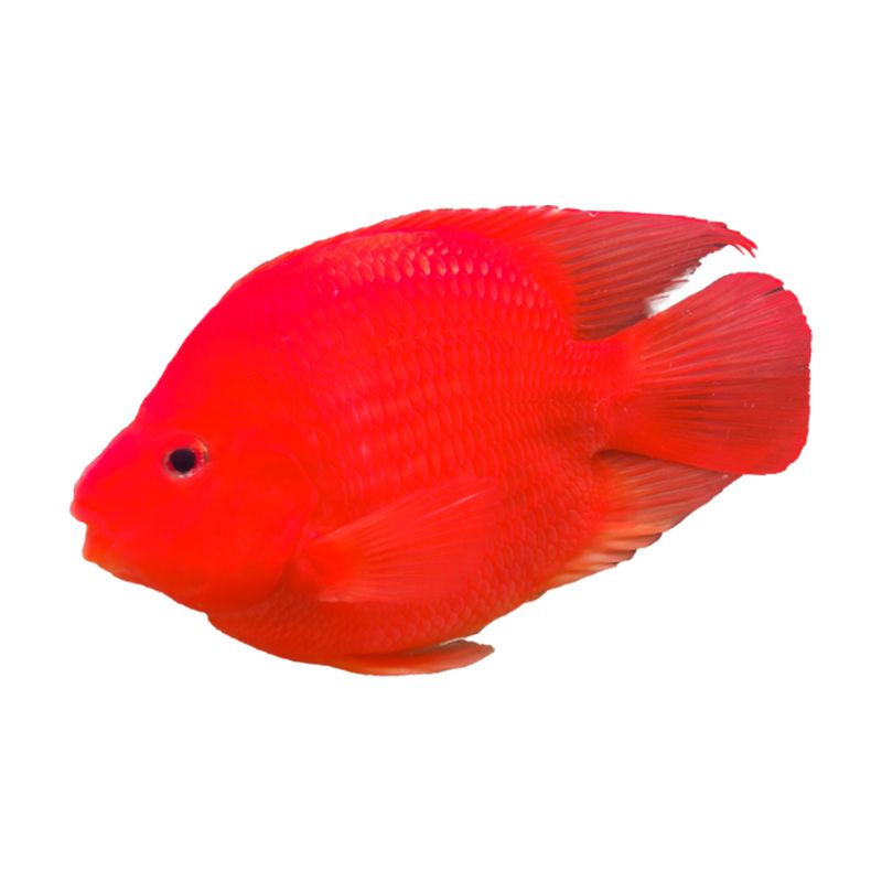 銀龍魚害怕綠色（銀龍魚害怕什么顏色） 銀龍魚害怕綠色（銀龍魚害怕什么顏色） 龍魚百科 第1張