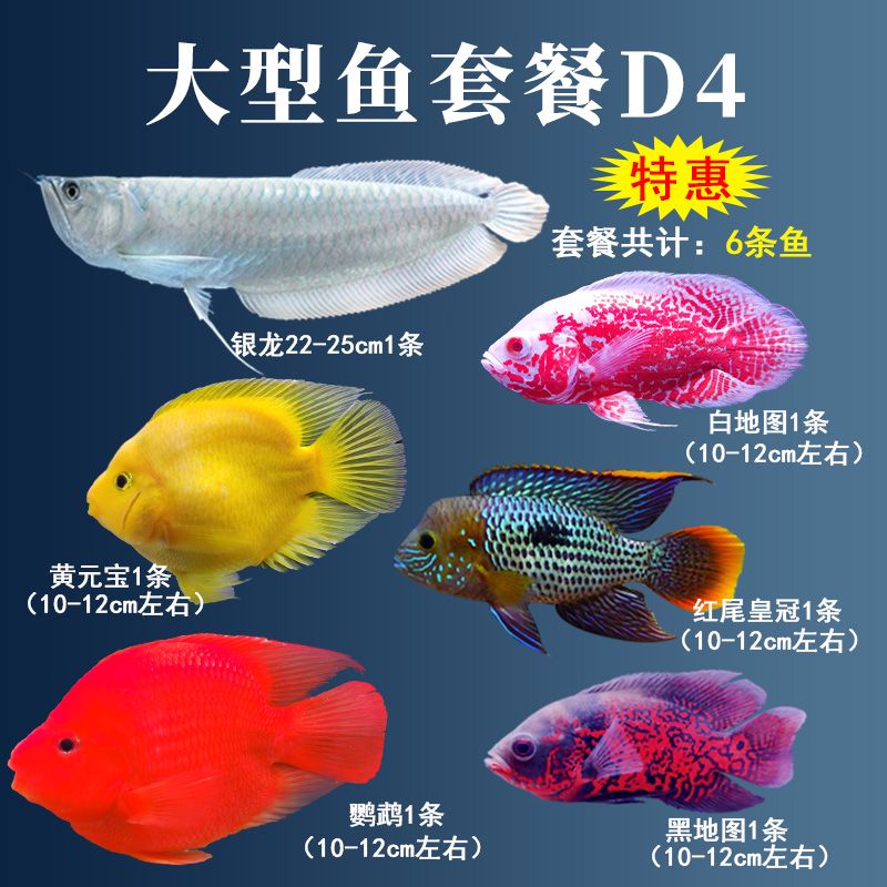 銀龍魚害怕綠色（銀龍魚害怕什么顏色） 銀龍魚害怕綠色（銀龍魚害怕什么顏色） 龍魚百科 第4張