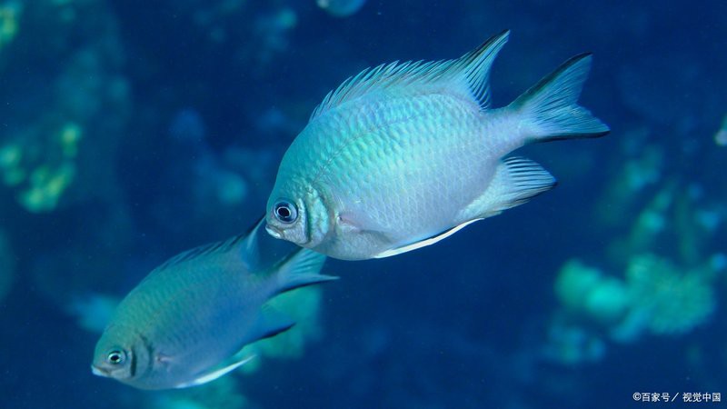 恐龍魚不吃東西能活多久