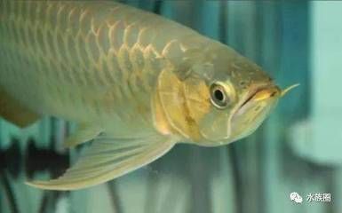 龍魚(yú)一直在缸底游動(dòng)怎么回事：龍魚(yú)在缸底游動(dòng)怎么辦