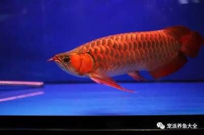 紅龍魚多少度合適養（紅龍魚水溫多少合適） 紅龍魚多少度合適養（紅龍魚水溫多少合適） 龍魚百科 第5張