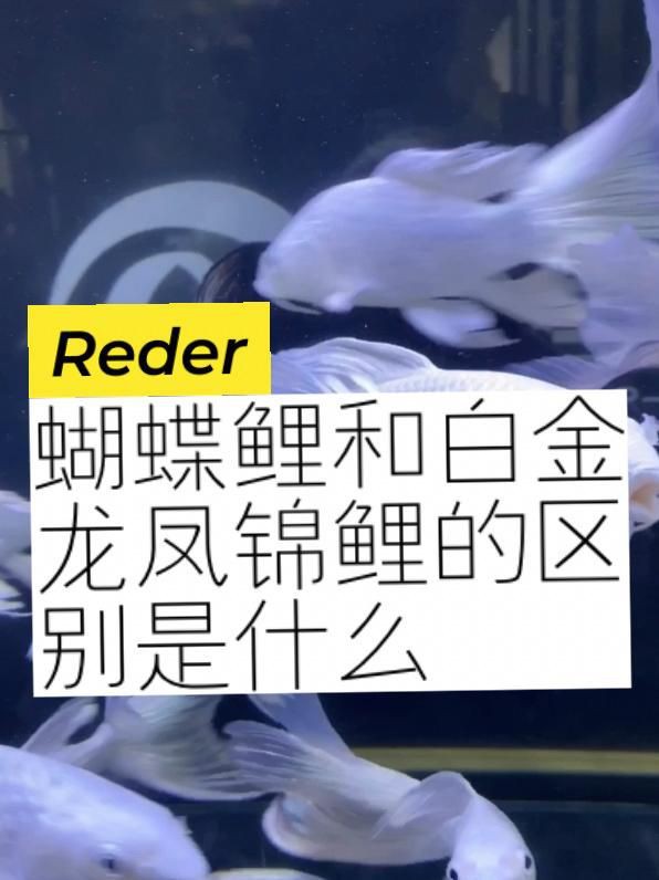 龍鳳錦鯉和蝴蝶鯉哪個好 龍鳳錦鯉和蝴蝶鯉哪個好 龍魚百科 第4張
