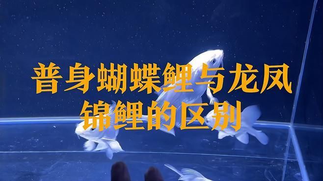 龍鳳錦鯉和蝴蝶鯉哪個好 龍鳳錦鯉和蝴蝶鯉哪個好 龍魚百科 第2張