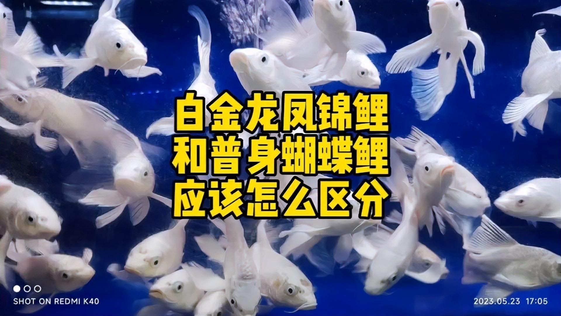 龍鳳錦鯉和蝴蝶鯉哪個好 龍鳳錦鯉和蝴蝶鯉哪個好 龍魚百科 第6張