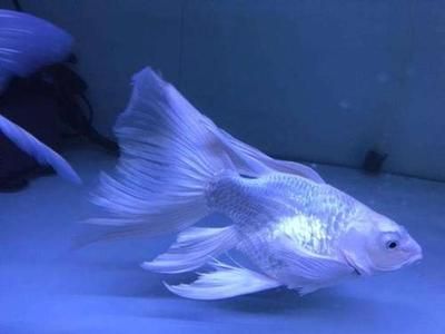 白金龍魚怎么養殖的（養殖白金龍魚需要注意的事項）