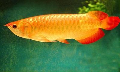 金龍魚父親的自白：金龍魚父親的自白讓我們深入了解了這位偉大企業家的成長歷程和商業智慧