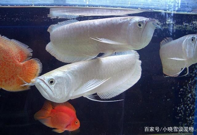 龍魚禁忌（龍魚養殖過程中有一些禁忌和注意事項，可能會導致龍魚健康受損）