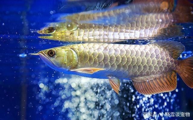 龍魚禁忌（龍魚養殖過程中有一些禁忌和注意事項，可能會導致龍魚健康受損）