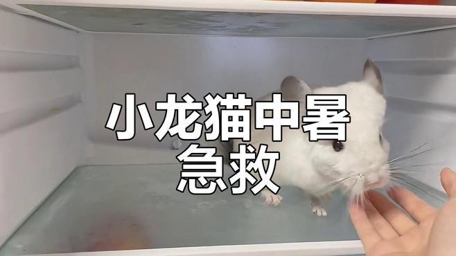 龍貓生病了應該如何處理？