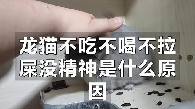 龍貓生病了應該如何處理？