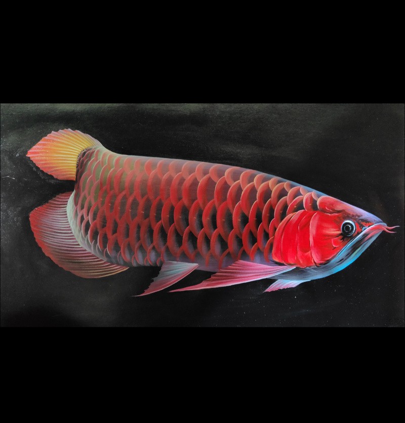 金龍魚背景圖片