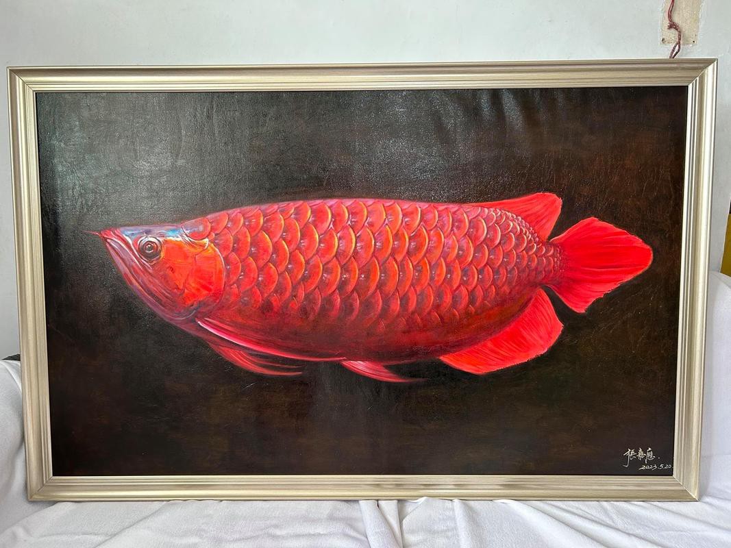 金龍魚背景圖片