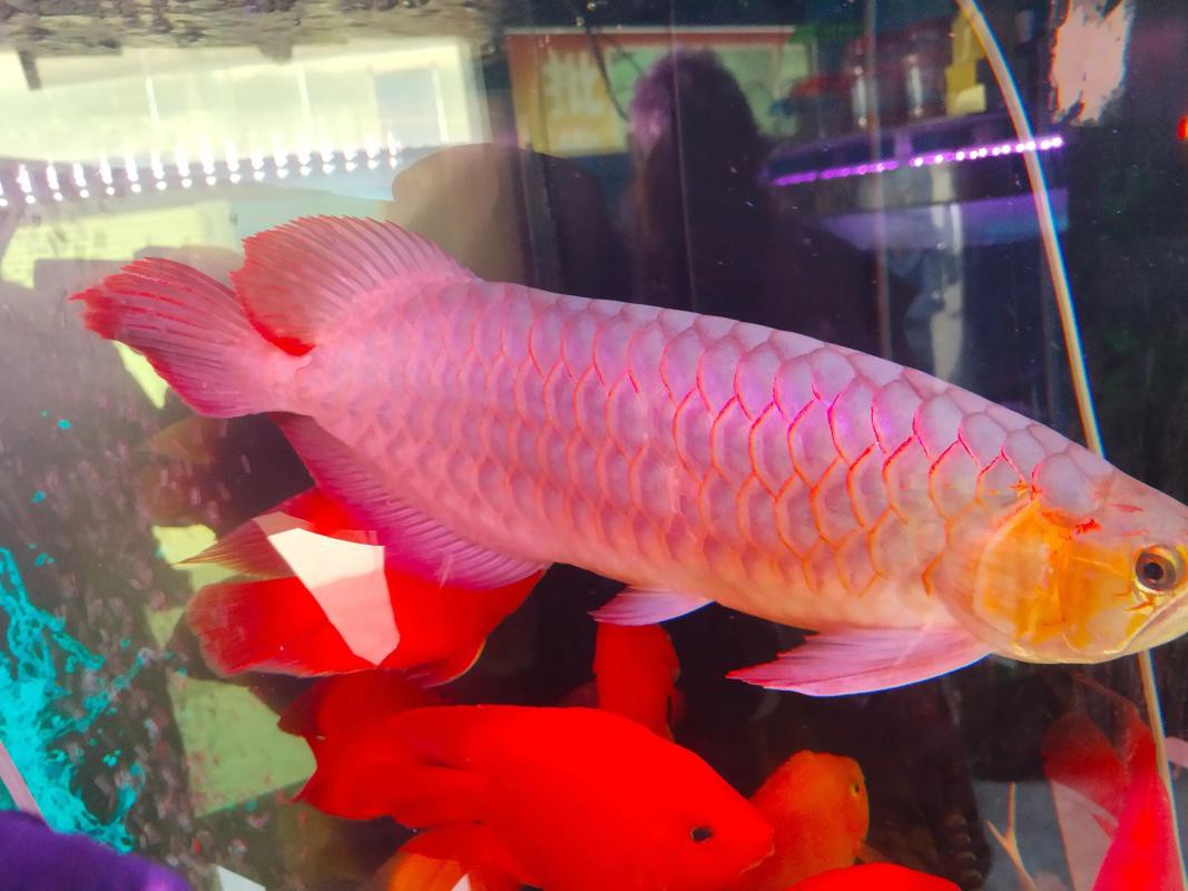 金龍魚背景圖片