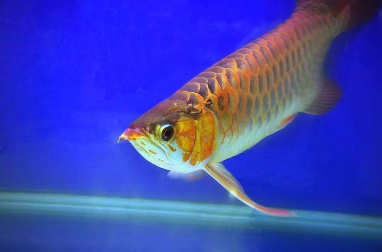 金龍魚背景圖片