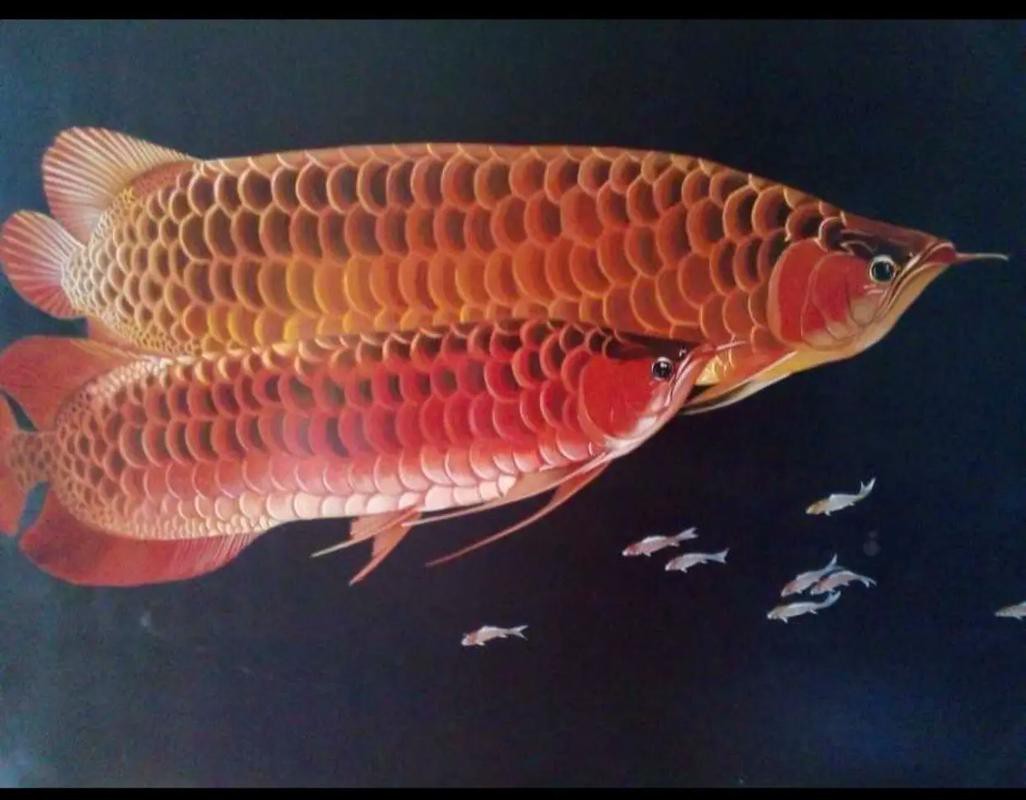 金龍魚背景圖片