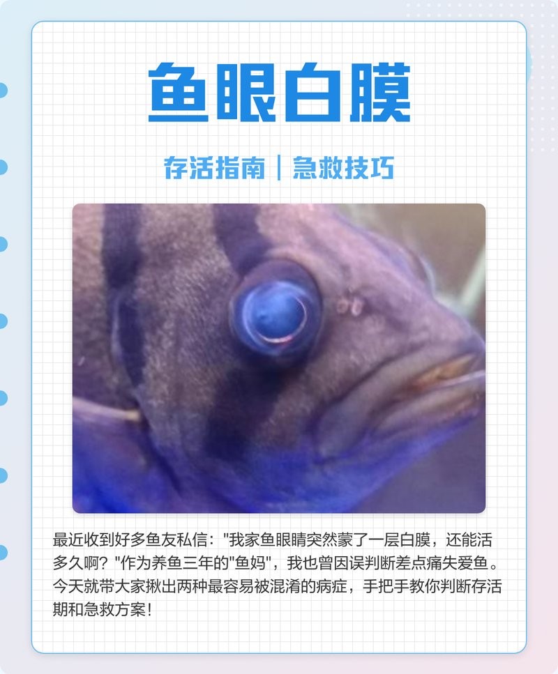 龍魚眼肉變白會自愈嗎 龍魚眼肉變白會自愈嗎 龍魚百科 第11張