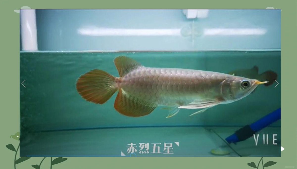 龍魚眼肉變白會自愈嗎 龍魚眼肉變白會自愈嗎 龍魚百科 第8張