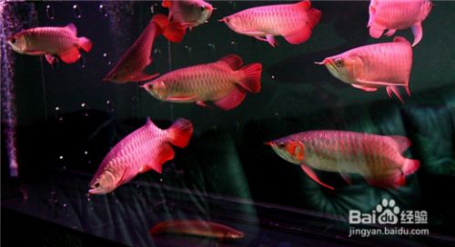 龍魚去缸底游的原因有哪些：龍魚去缸底游的原因