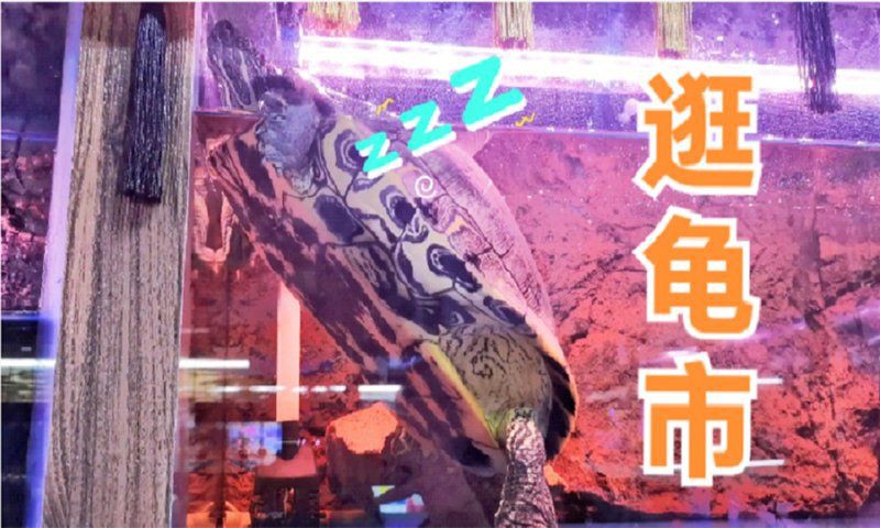 長春魚缸店，長春擁有多家特色魚缸店主要集中在南關區青怡坊區域
