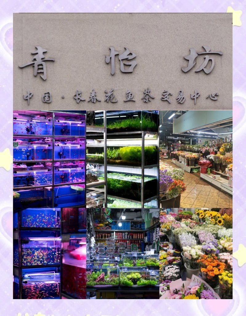 長春魚缸店，長春擁有多家特色魚缸店主要集中在南關區青怡坊區域