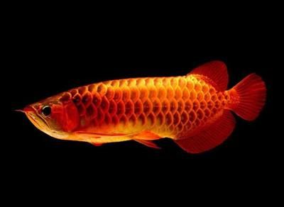 龍魚怎么養狀態才會更好看一點呢：飼養龍魚需要注意的技巧和注意事項，幫助您養出更好的龍魚